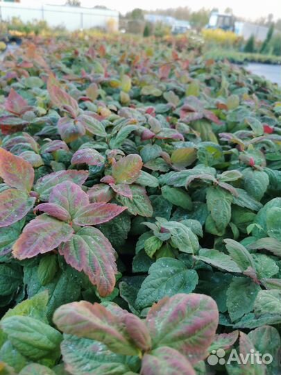 Спирея макрофила