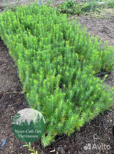 Зкс и окс Сосна Ель Лиственница сеянцы Голуб горн