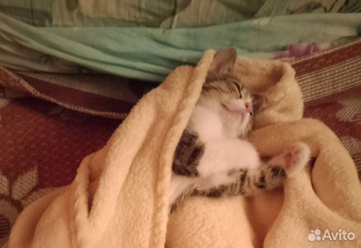 Котёнок в добрые руки