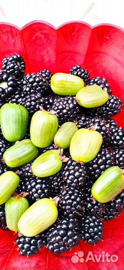 Сибирская киви