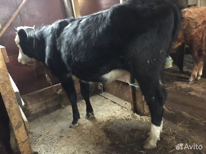 Коровы и телки