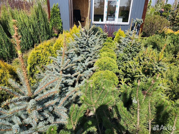 Ель голубая