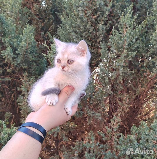 Котята шотландцы