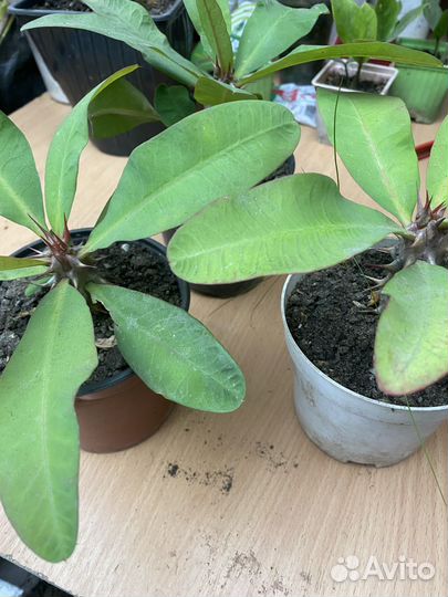 Молочай миля