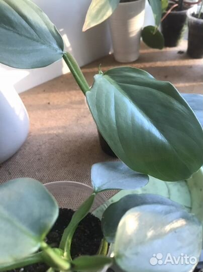 Филодендрон