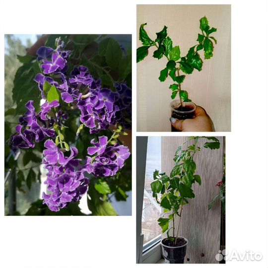 Комнатные растения цветы