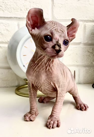 Котенок Эльф