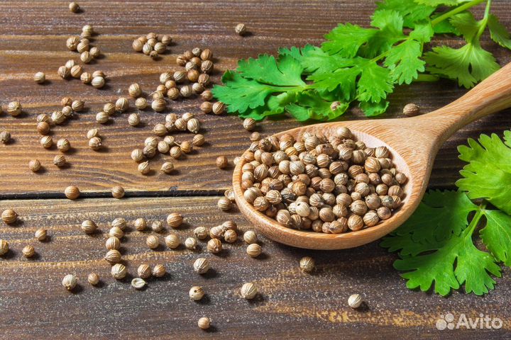 Семена кинзы 100% всхожесть