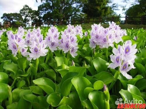 Водный гиацинт