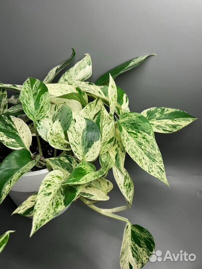 Эпипремнум марбл квин, себу блю, пиннатум, нджой