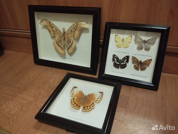 Рамки с бабочками