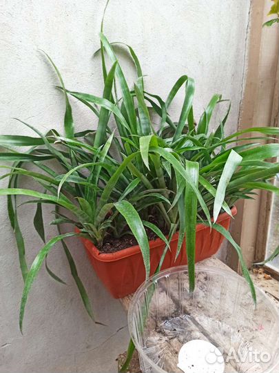 Бильбергия