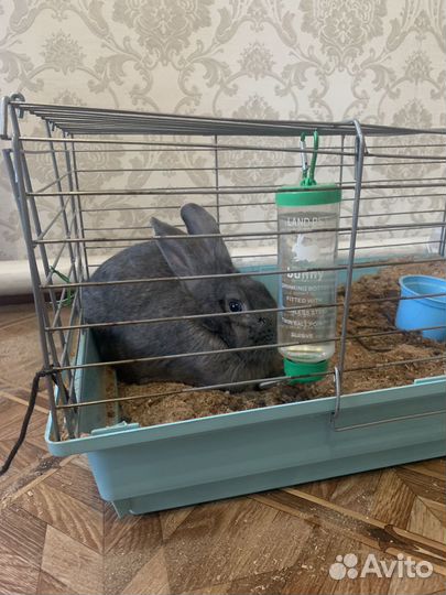 Декоративные кролики