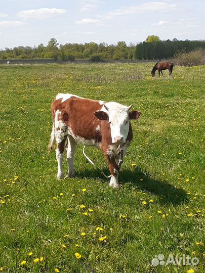 Телки Две Айширские Класс Элита