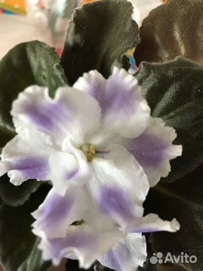 Фиалка укорененный черенок (посажен)
