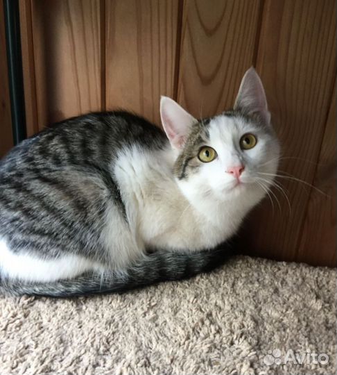 Котик бесплатно