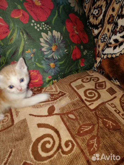 Котик в добрые руки бесплатно