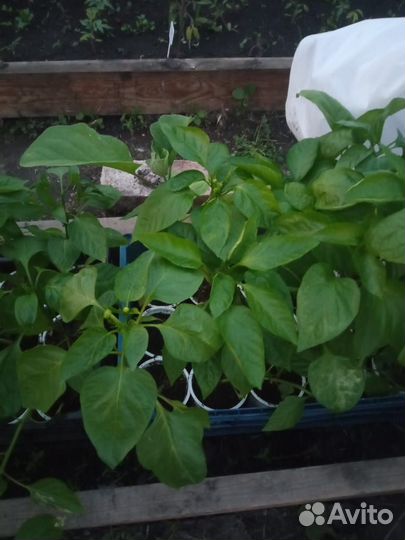 Рассада перца и баклажан