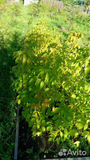 Клен канадский саженцы