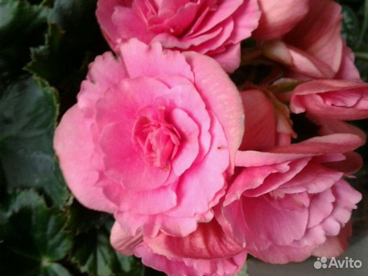 Бегония элатиор