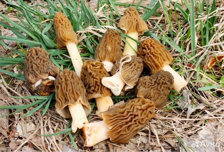 Грибы сморчки 5литров (сморчковая шапочка)