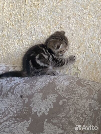 Шотландская вислоухая кот