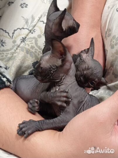 Канадский сфинкс