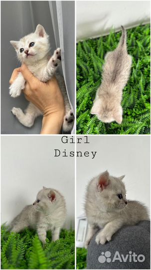 Шотландские котята