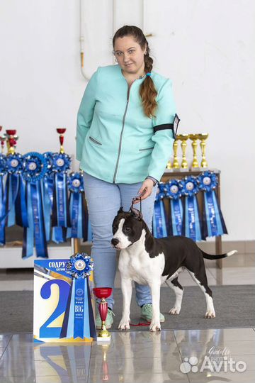 Профессиональный хендлер г. Владимир