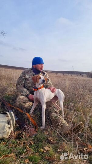 Щенки английского поинтера