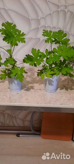 Толстянка, аихризон и душистая герань