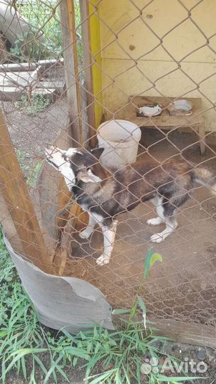 Собаки хаски