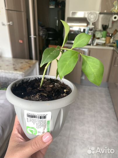 Эсхинантус