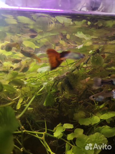 Гуппи 30 р. Сомики 50 р Моллинезии 70р
