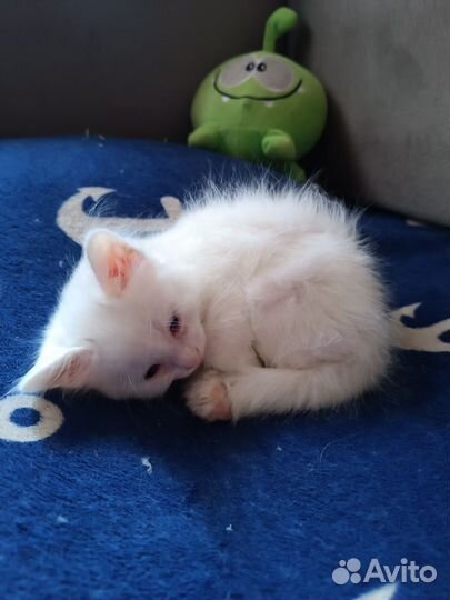 Милые котята