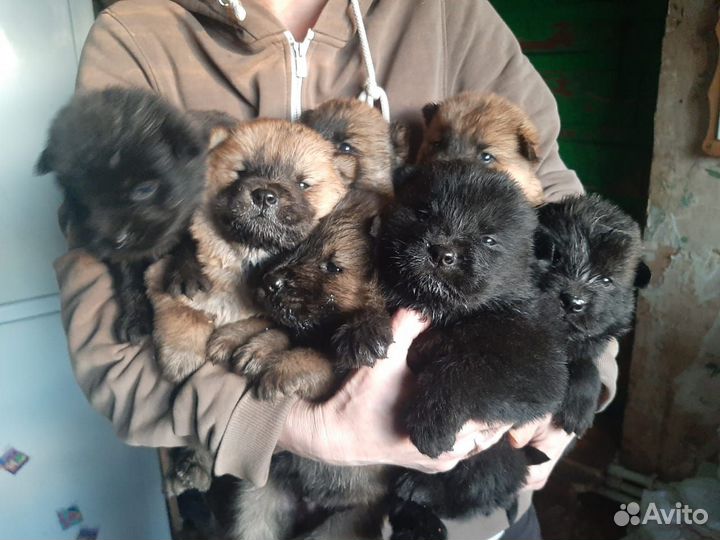 Щенки чау-чау