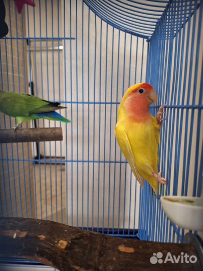 Попугаи неразлучники с клеткой