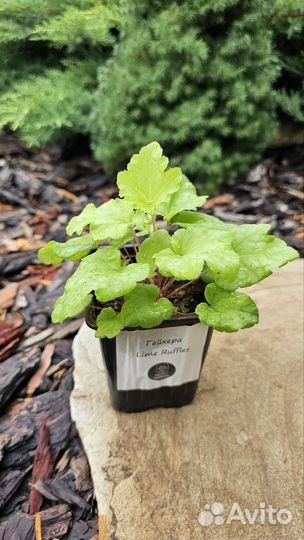 Саженцы гейхеры