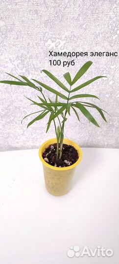 Хамедорея элеганс