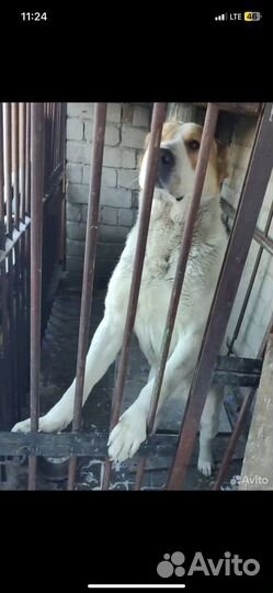 Случка собак