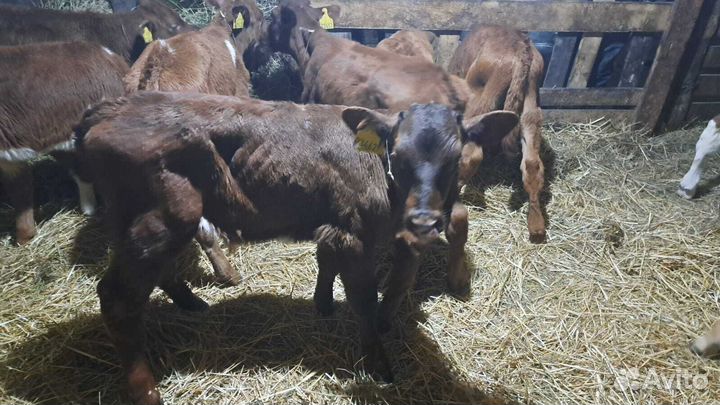 Телята бычки доставка с выбором
