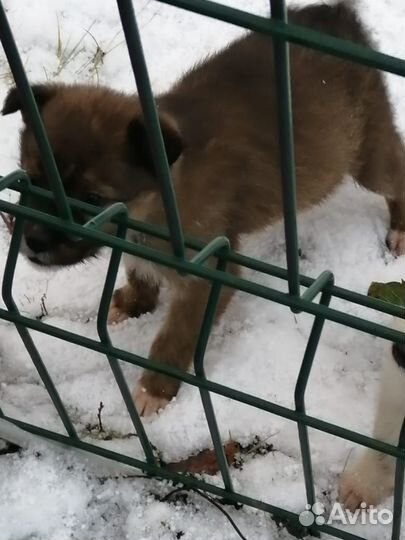 Щенки малыши бесплатно