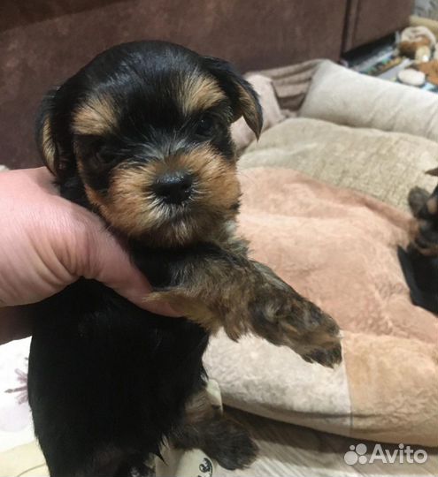 Йоркширский терьер