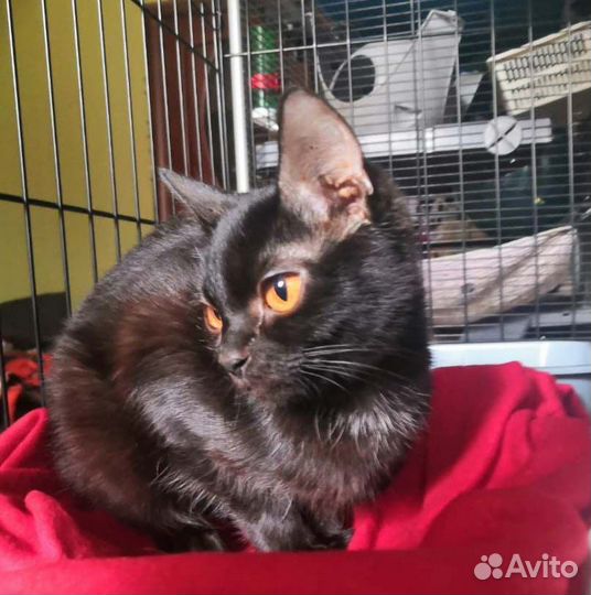 Котенок-девочка в дар