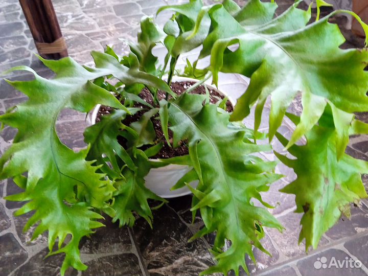 Микросорум Драгон Вингс