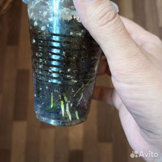 Кодиеум кротон комнатные цветы