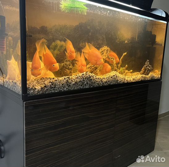 Аквариум с тумбой и рыбками