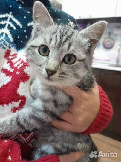 Котенок бесплатно