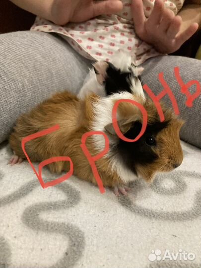 Морские свинки