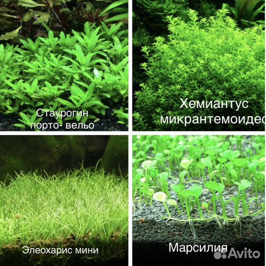 Растения. Креветки синие, теодоксусы, кладофора